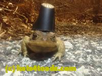 /home//u458753944/public_html/sourcegallery//Roxborough Toad Detour/2025/2025-03-16/P3161629.JPG
